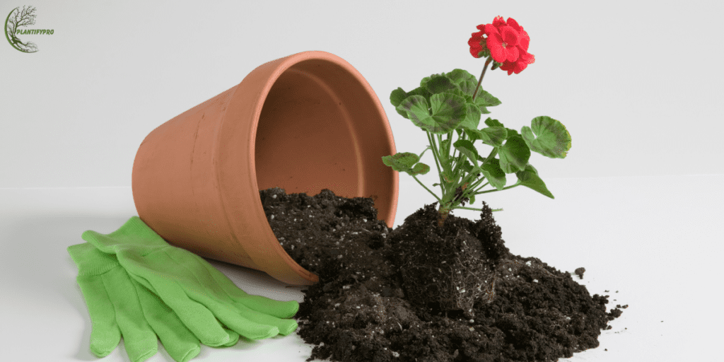 5 ways to take care of plants