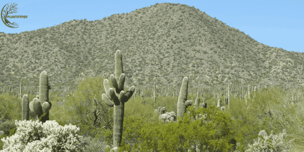 silver torch cactus