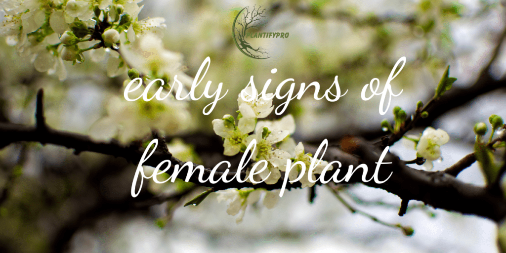 early signs of female plant