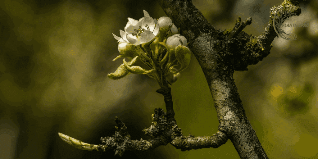 early signs of female plant