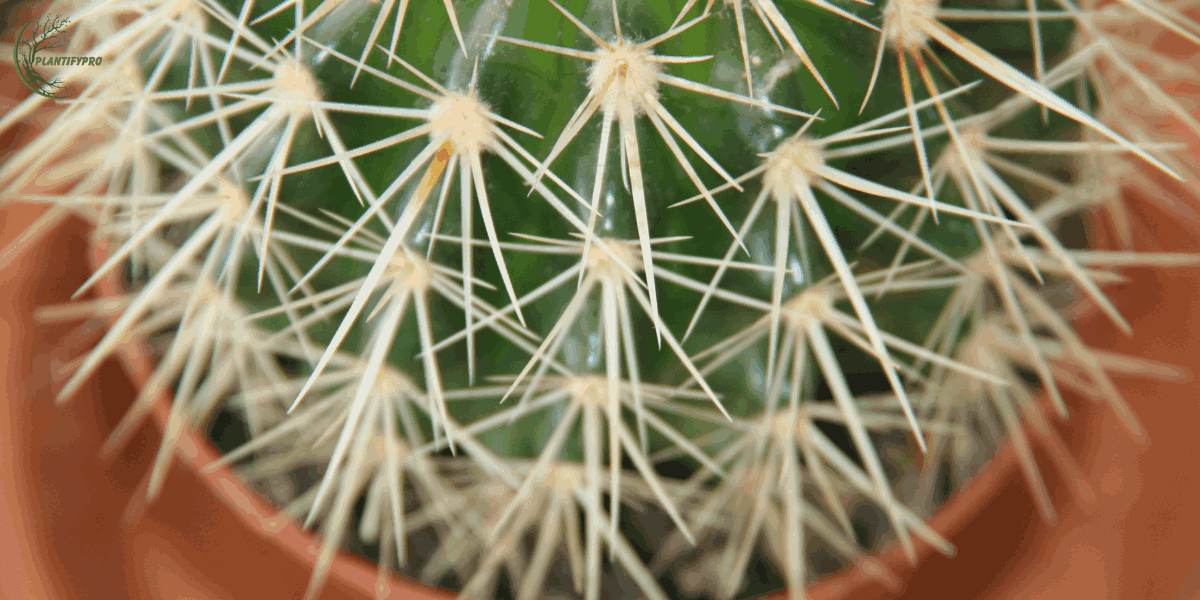 Paper Spine Cactus