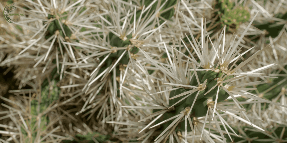 Paper Spine Cactus