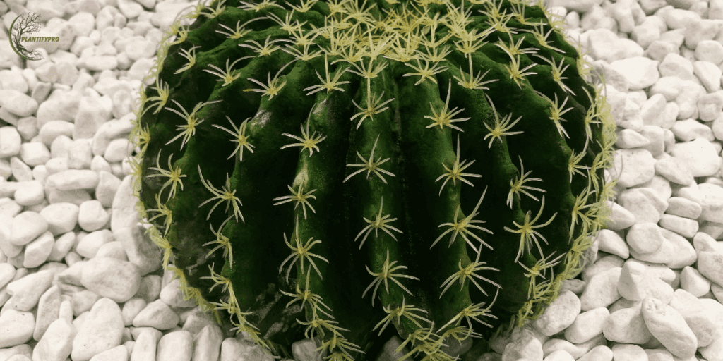 Golden barrel cactus