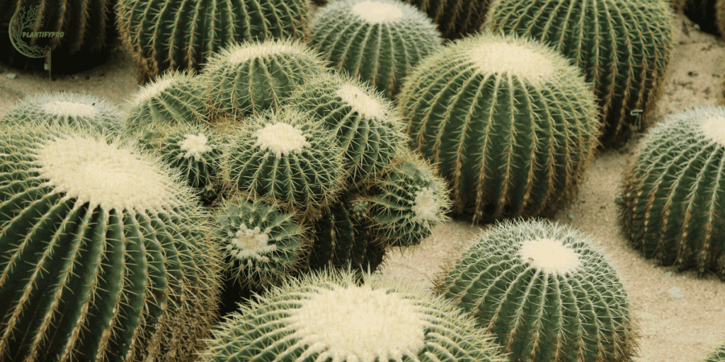 Golden barrel cactus