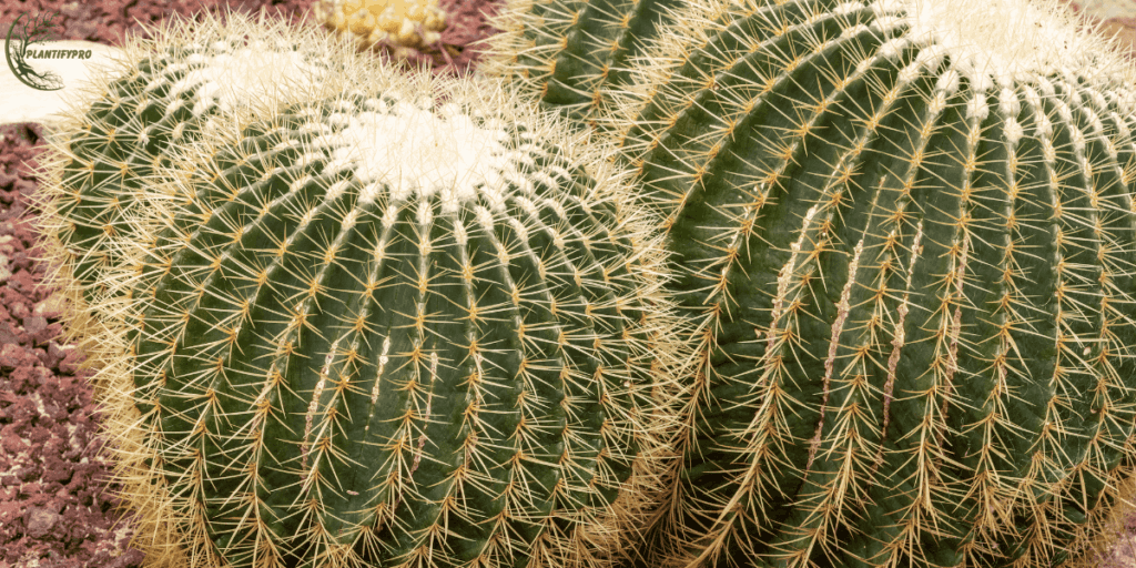 Golden barrel cactus