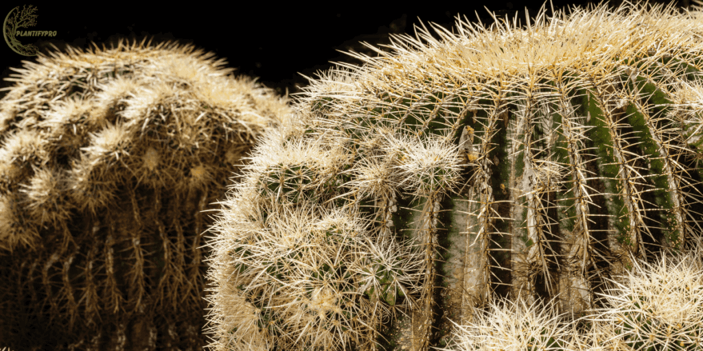 Golden barrel cactus