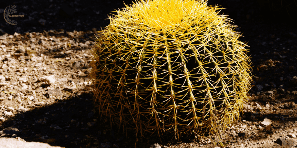 Golden barrel cactus