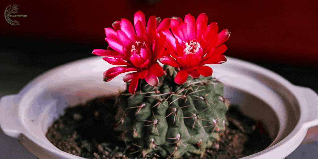 Gymnocalycium anisitsii