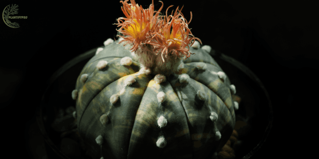 Plant-matucana madisoniorum
