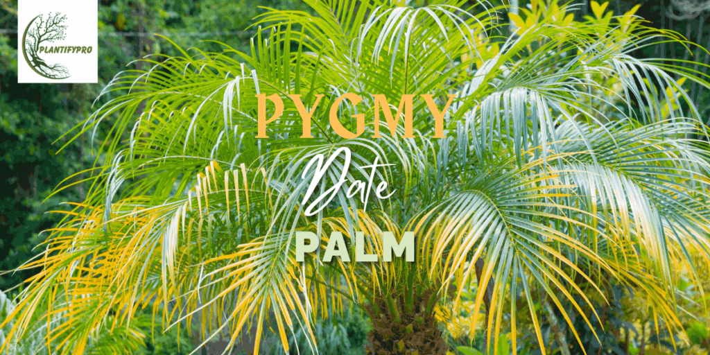 Pygmy Date Palm