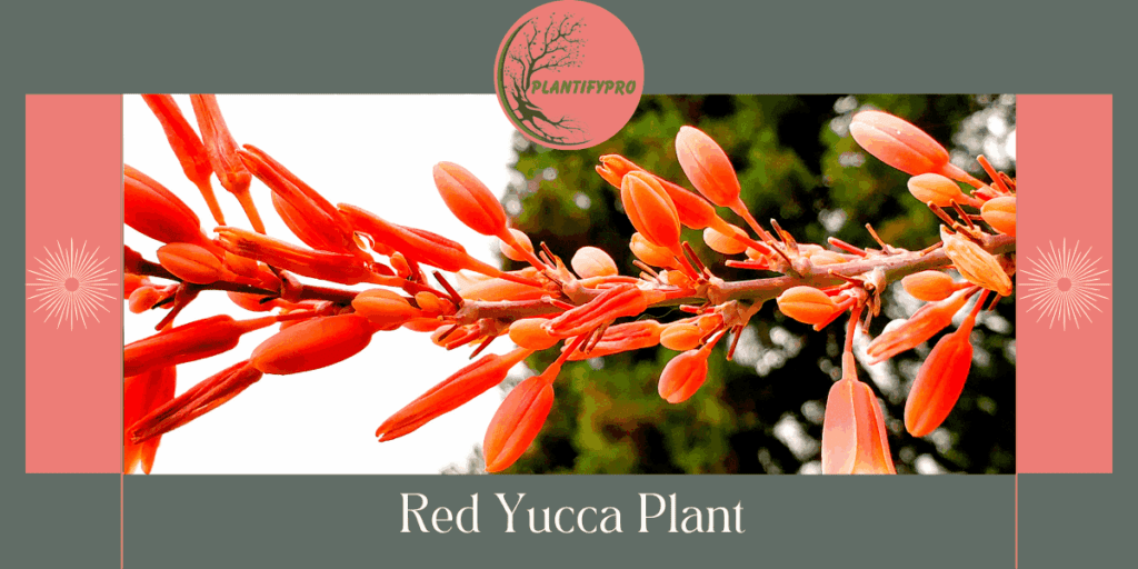 Red Yucca Plant
