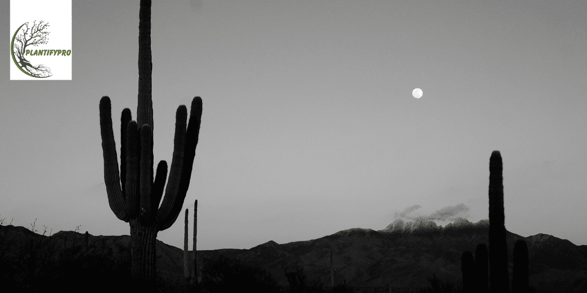 Totem Pole Cactus