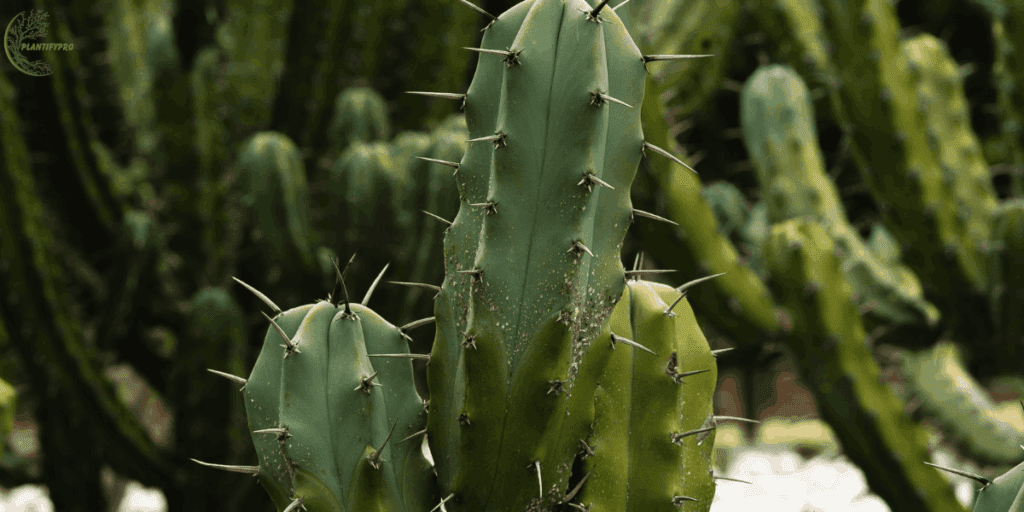 blue myrtle cactus 