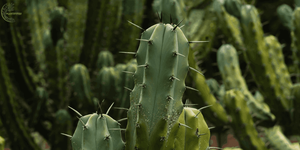 blue myrtle cactus