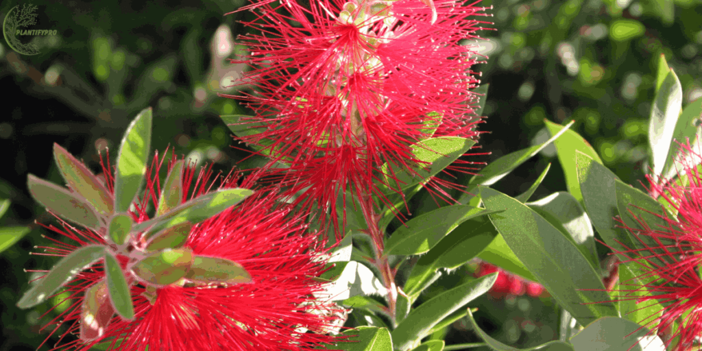 bottlebrush