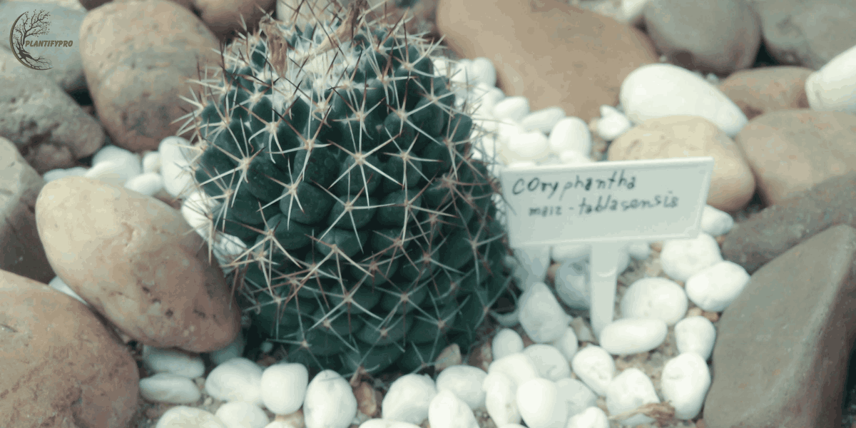 coryphantha elephantidens
