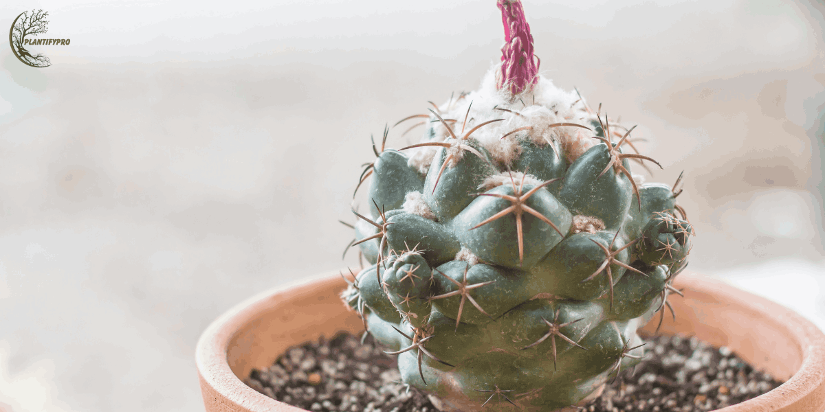 coryphantha elephantidens