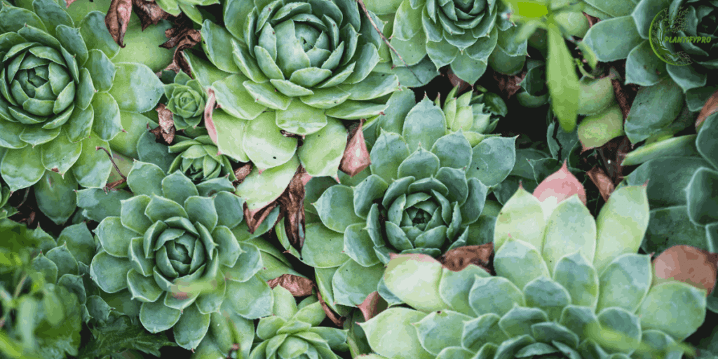 hen and chicks plant