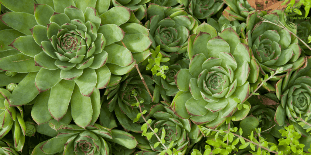 hen and chicks plant