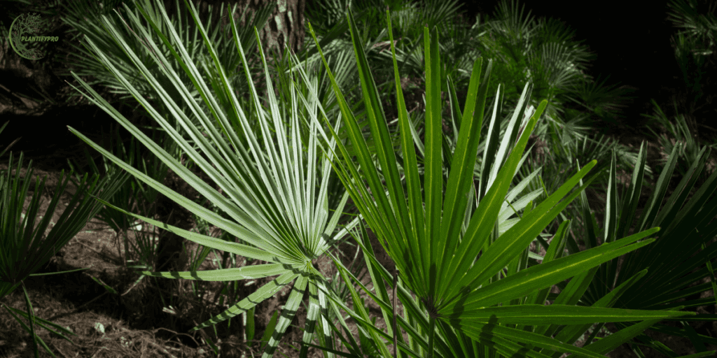 mediterranean fan palm