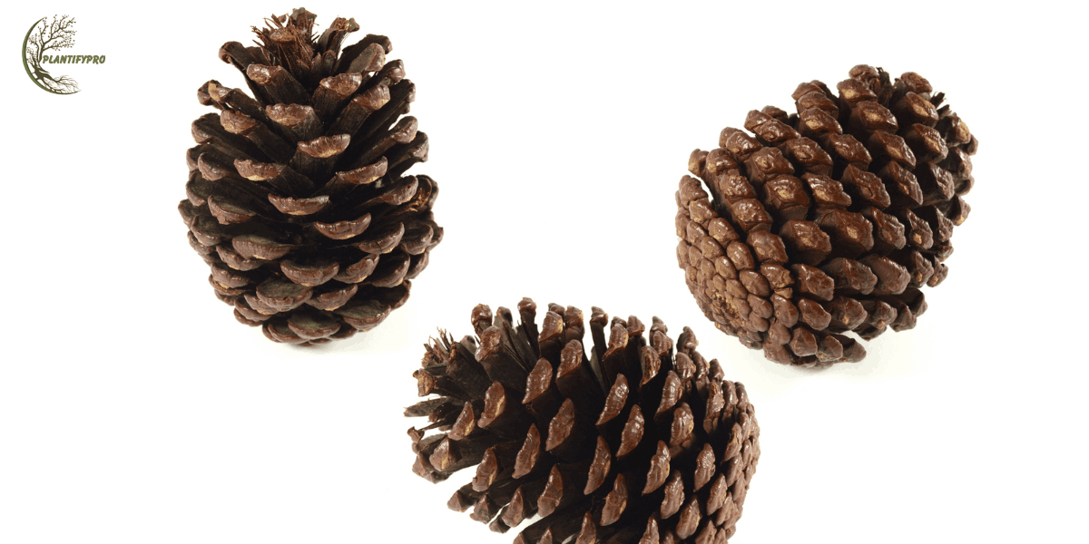 pine cone cactus
