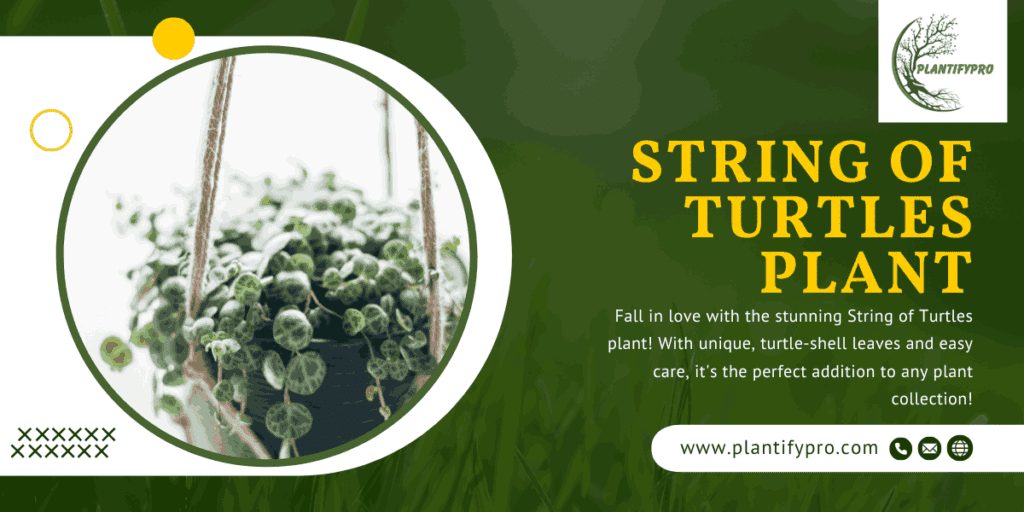 string of turtles plant