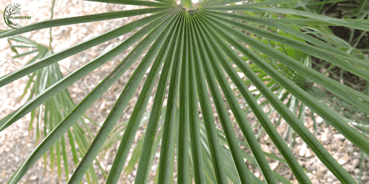 windmill palm tree