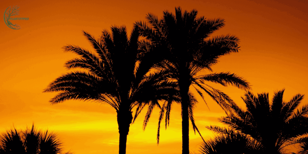 Bottle Palm Tree
