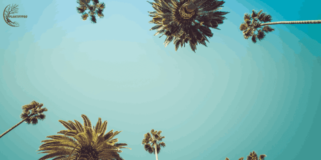 Mule Palm Tree