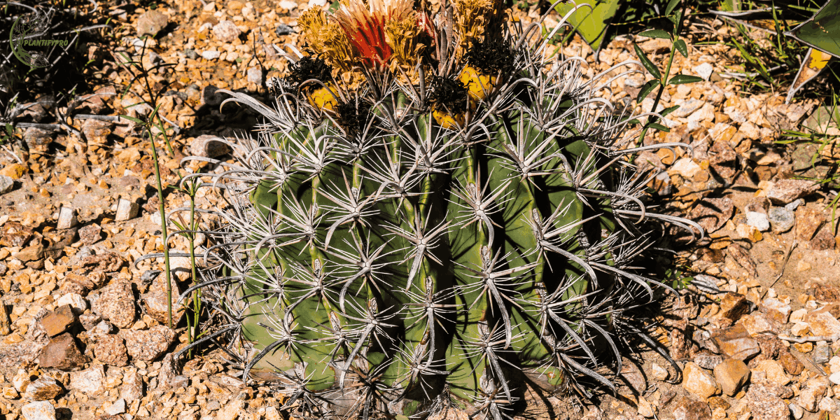 fishhook barrel cactus