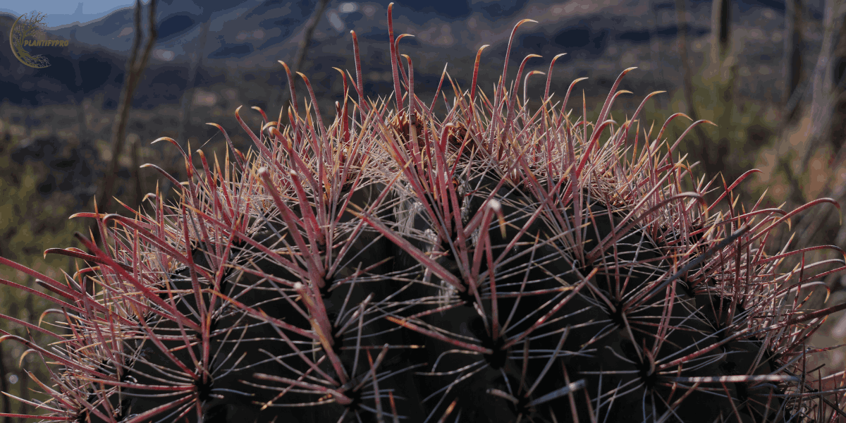 fishhook barrel cactus
