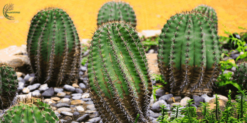 fishhook barrel cactus