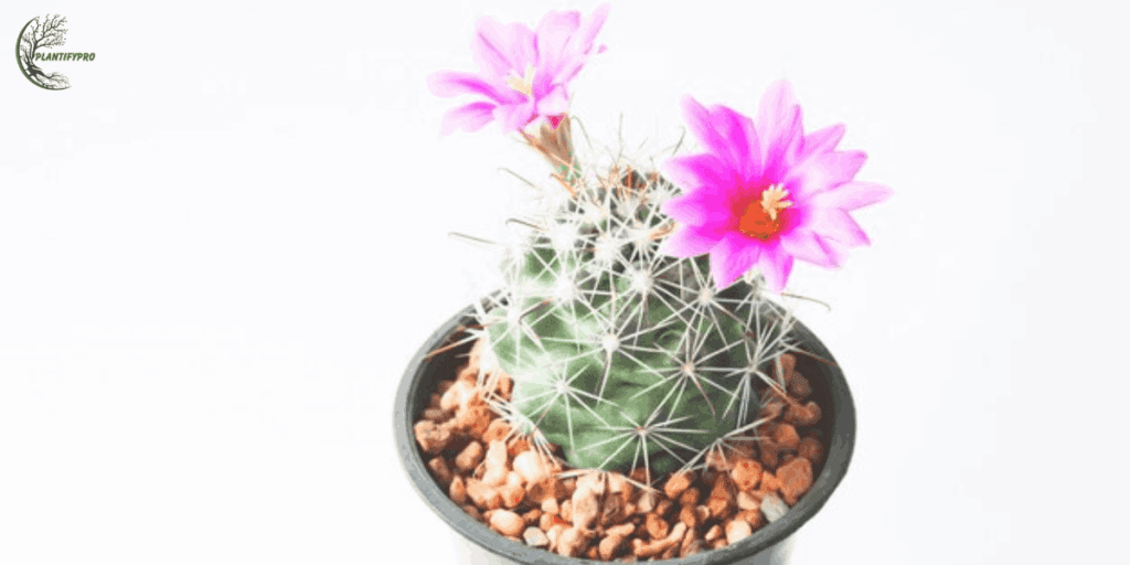 neochilenia jussieui