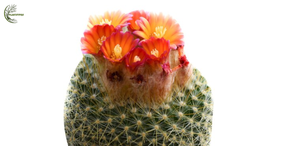 neochilenia jussieui